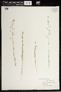 Camelina microcarpa image