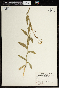 Camelina microcarpa image