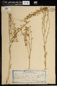 Camelina microcarpa image