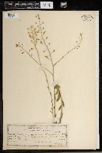 Camelina microcarpa image
