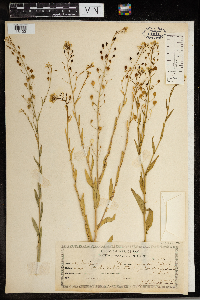 Camelina sativa image