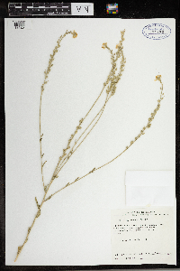 Berteroa incana image