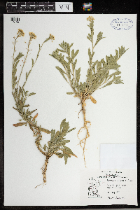 Berteroa incana image