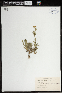 Berteroa incana image
