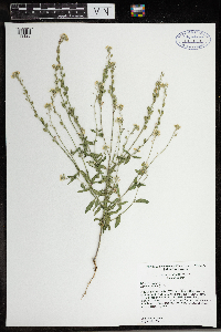 Berteroa incana image