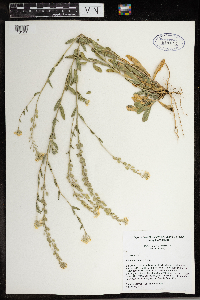 Berteroa incana image