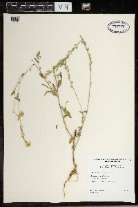 Berteroa incana image