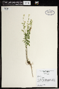 Berteroa incana image