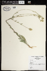 Berteroa incana image