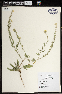Berteroa incana image