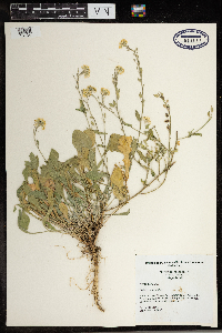 Berteroa incana image