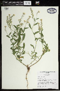 Berteroa incana image