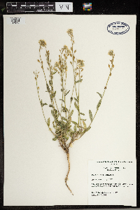 Berteroa incana image
