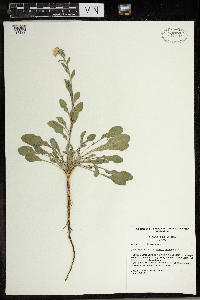 Berteroa incana image