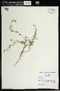 Berteroa incana image