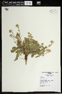 Berteroa incana image