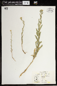 Berteroa incana image