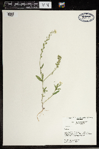 Berteroa incana image