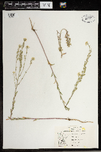 Berteroa incana image
