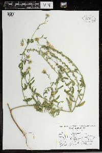 Berteroa incana image