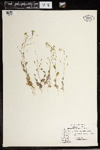 Media resource of Draba ramosissima