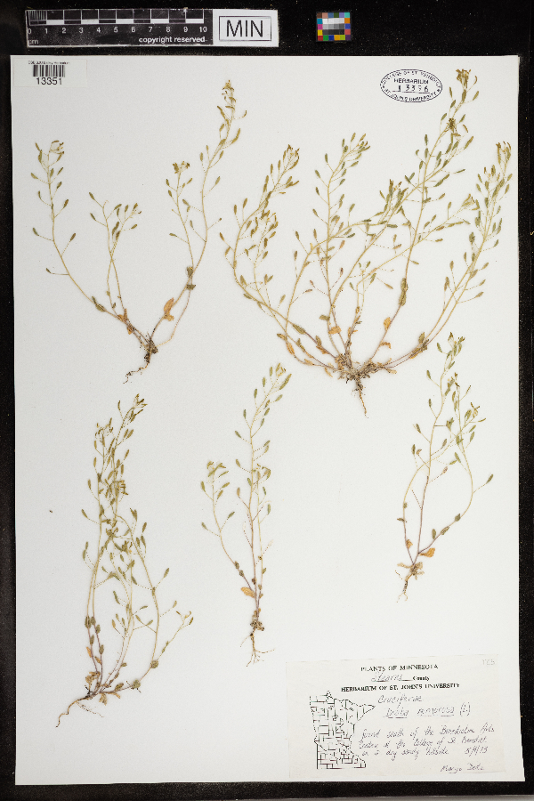 Draba nemorosa image