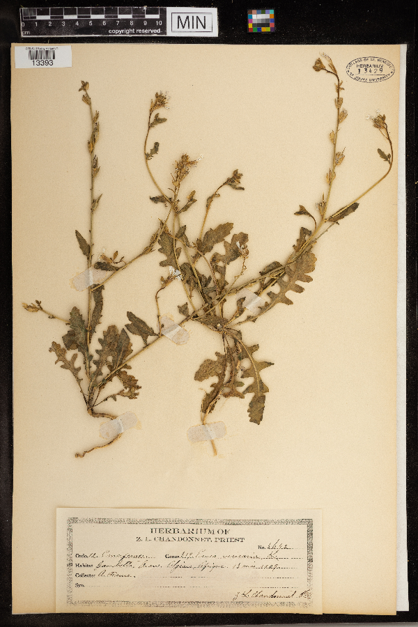 Eruca vesicaria image