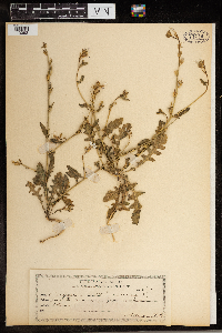 Image Associated With the Occurrence