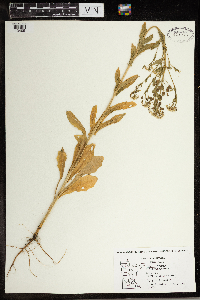 Thlaspi arvense image