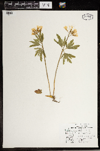 Image Associated With the Occurrence