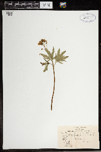Cardamine concatenata image