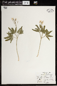 Cardamine concatenata image