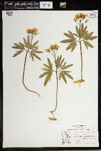 Cardamine concatenata image