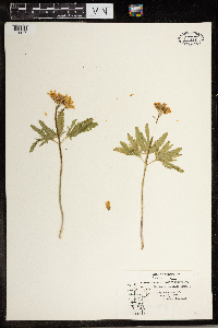Cardamine concatenata image