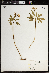 Cardamine concatenata image