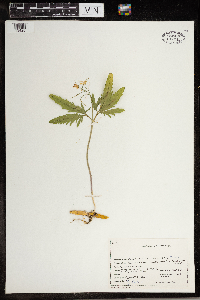 Cardamine concatenata image