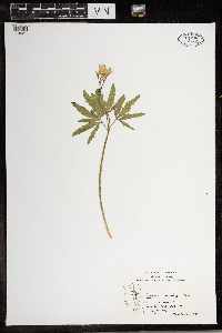 Cardamine concatenata image