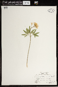 Cardamine concatenata image