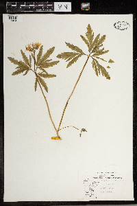 Cardamine concatenata image