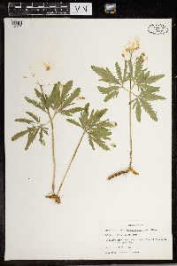 Cardamine concatenata image