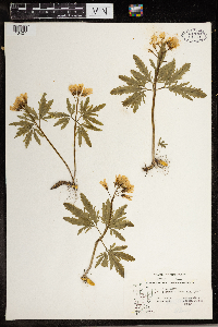 Cardamine concatenata image