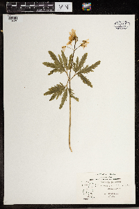 Cardamine concatenata image