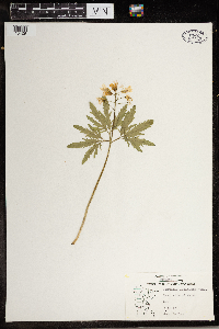 Cardamine concatenata image