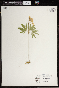 Cardamine concatenata image