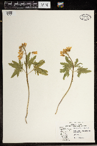 Cardamine concatenata image