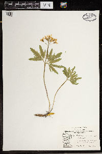 Cardamine concatenata image
