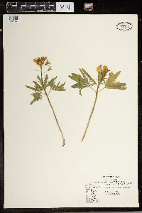 Cardamine concatenata image