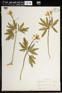 Cardamine concatenata image