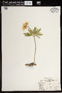 Cardamine concatenata image