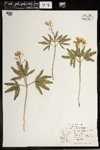 Cardamine concatenata image